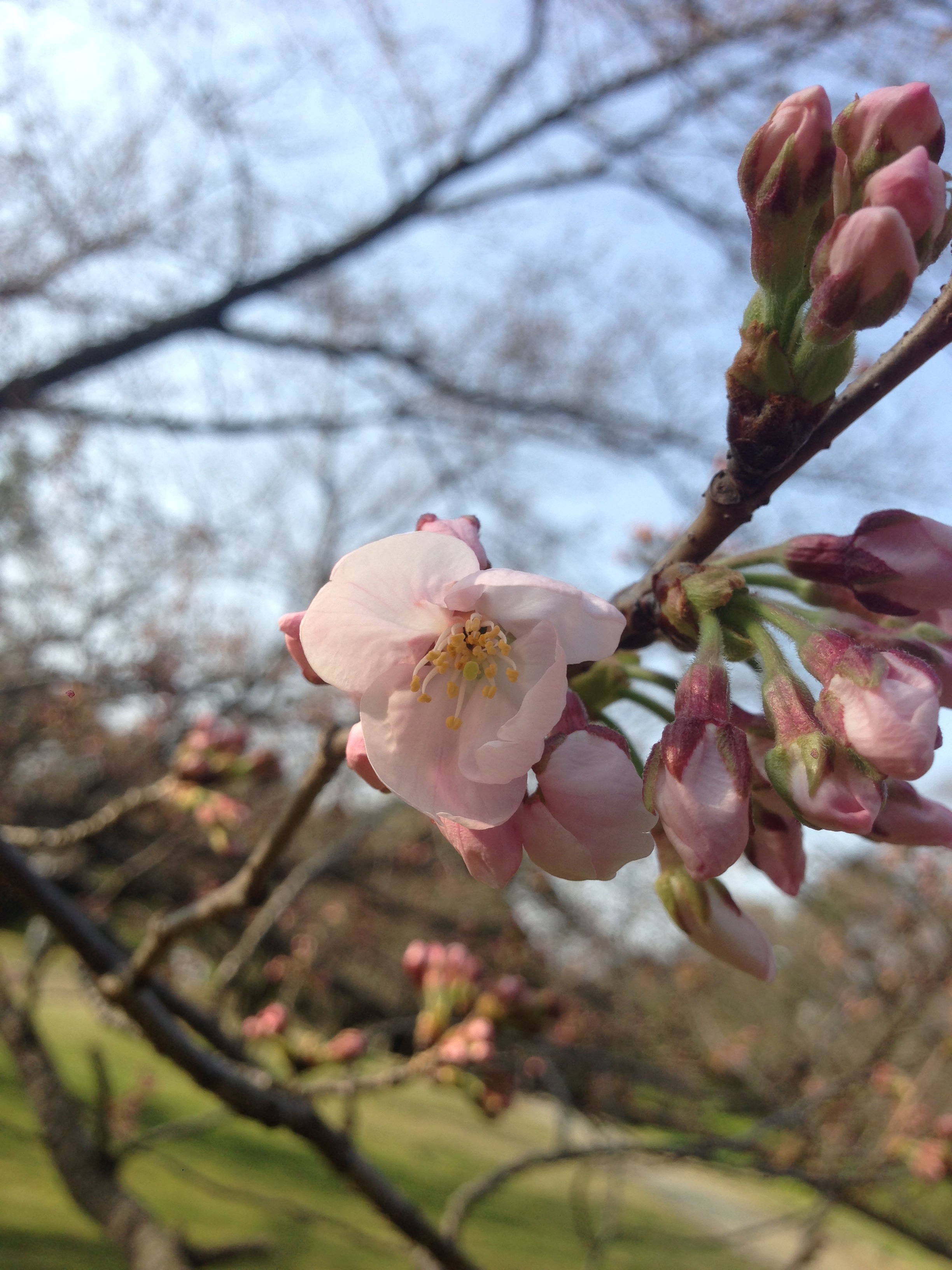 福岡城桜