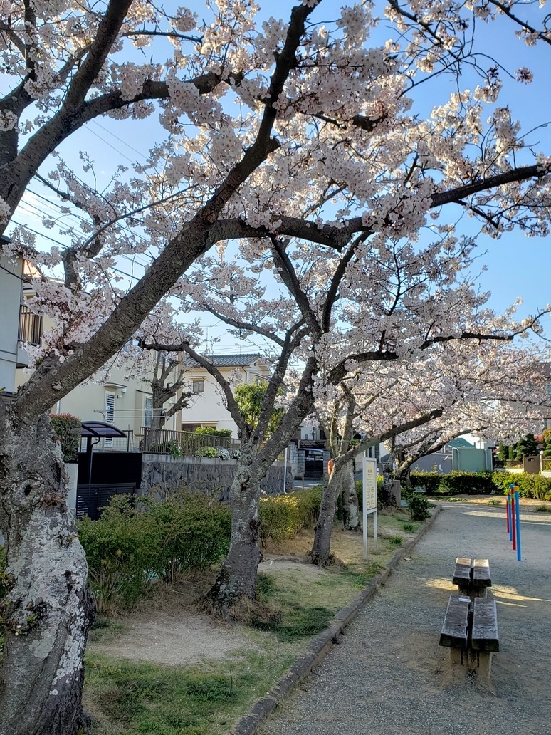 岩井原桜