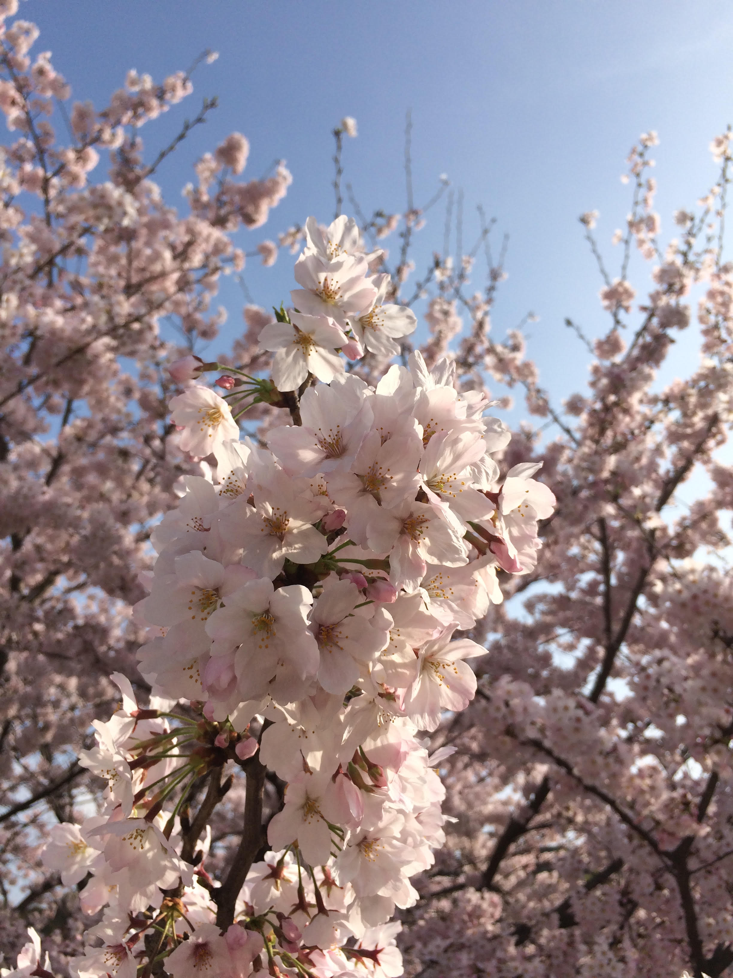 大神桜