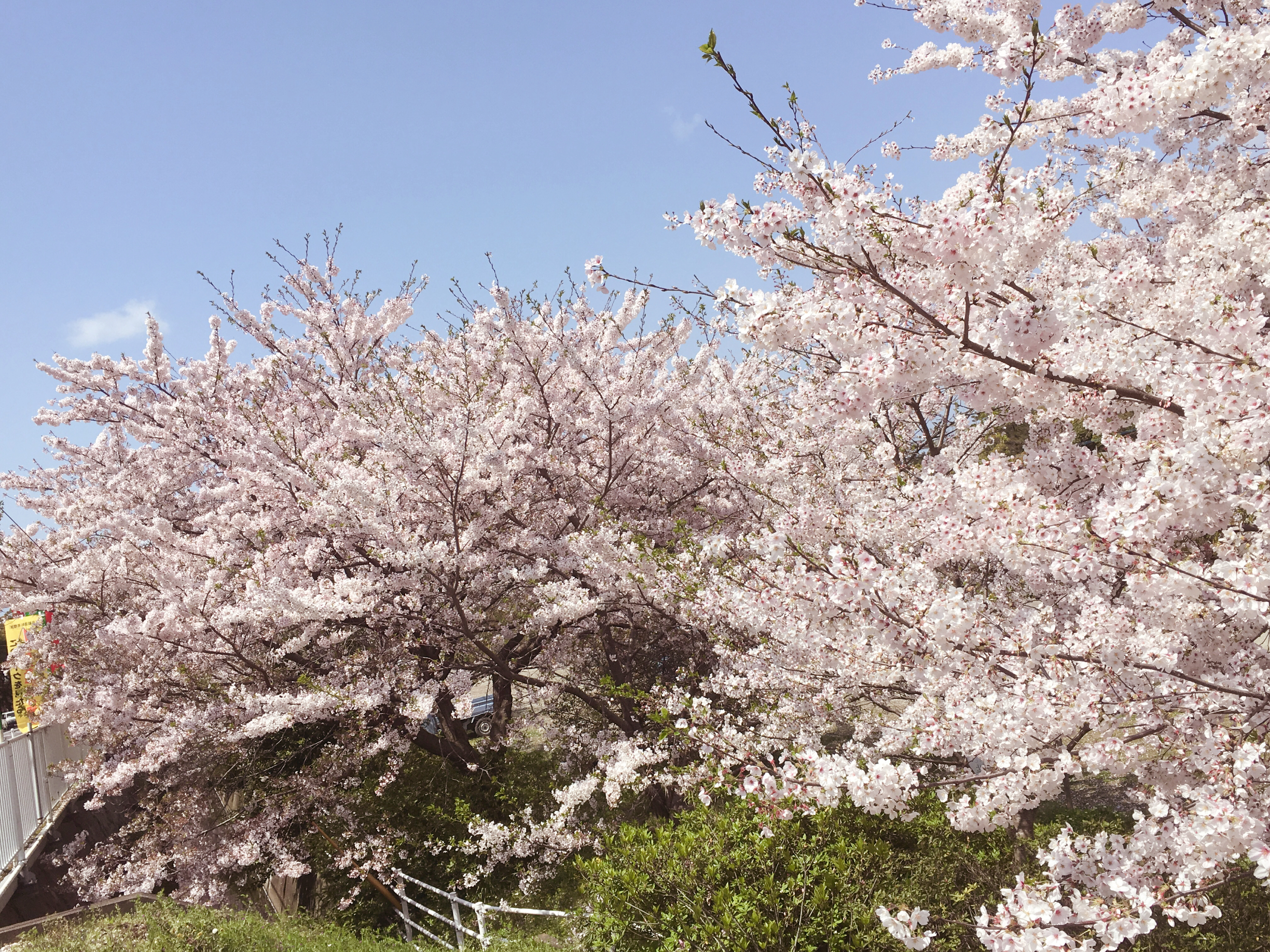 大塔桜