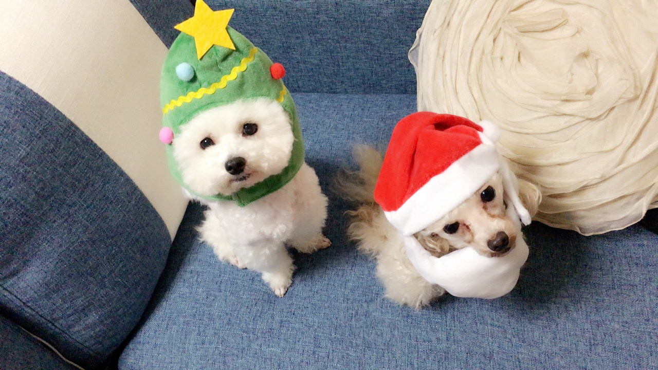 樫本クリスマス犬