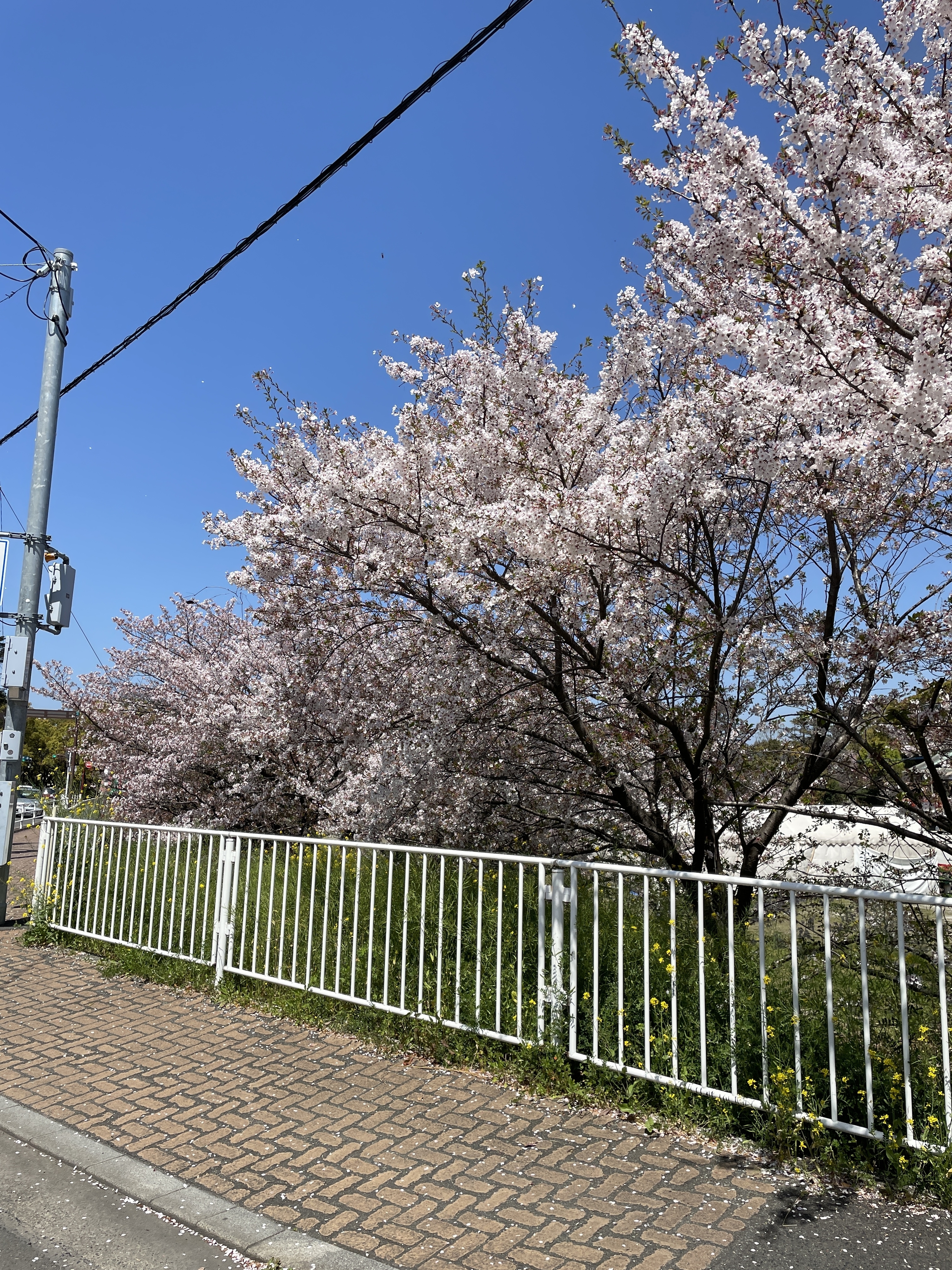 sakura