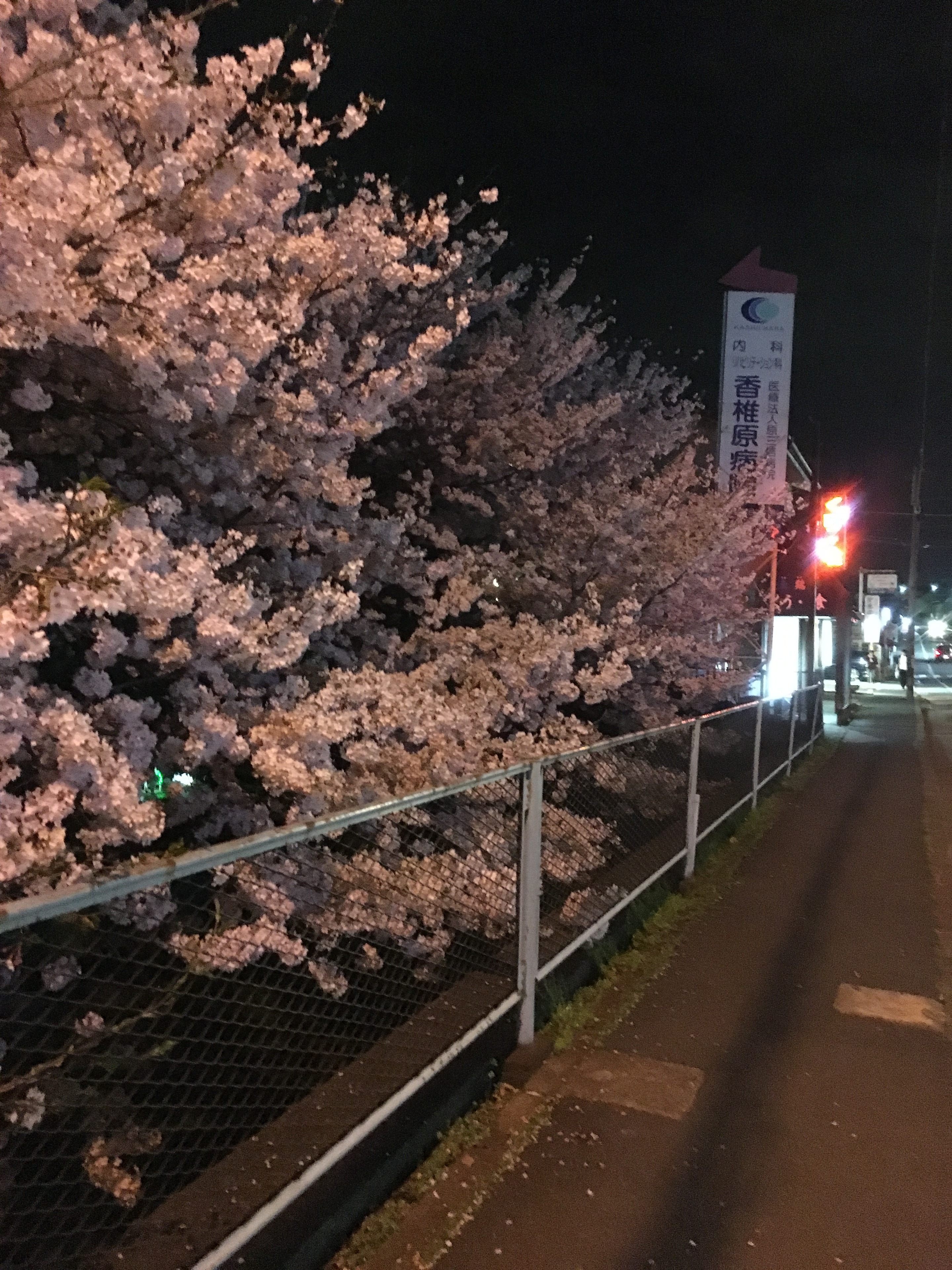 金城桜