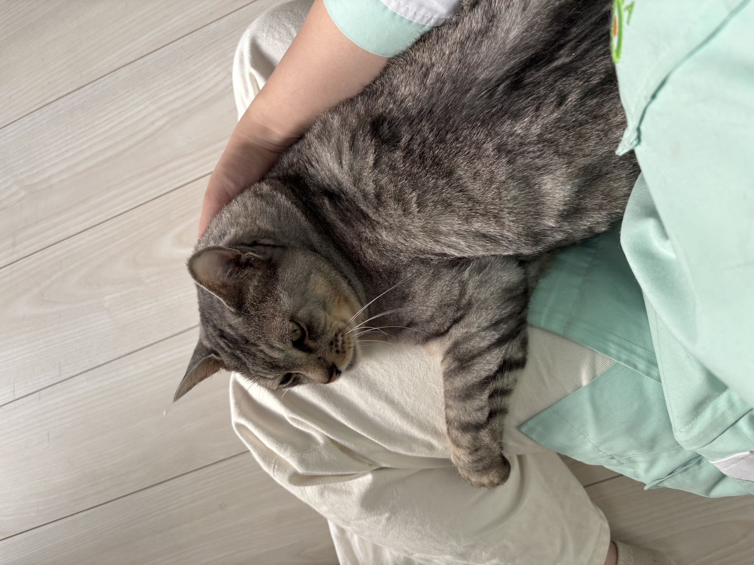 derihacat2