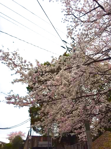 浅岡桜