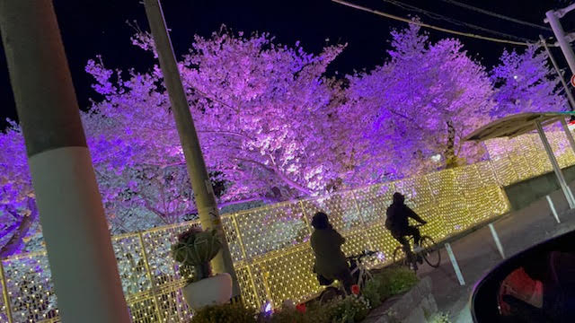 岩桜２