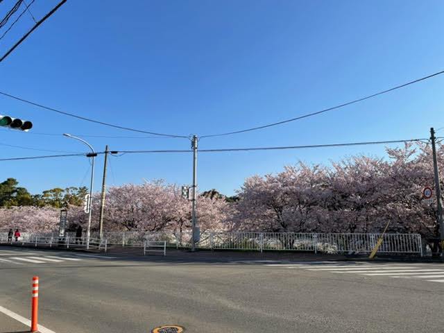 岩桜３