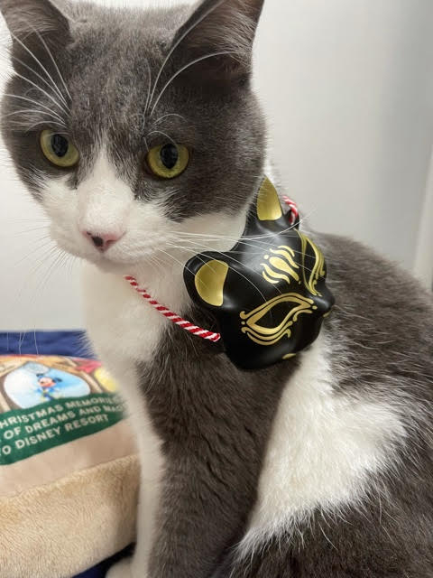 金城猫