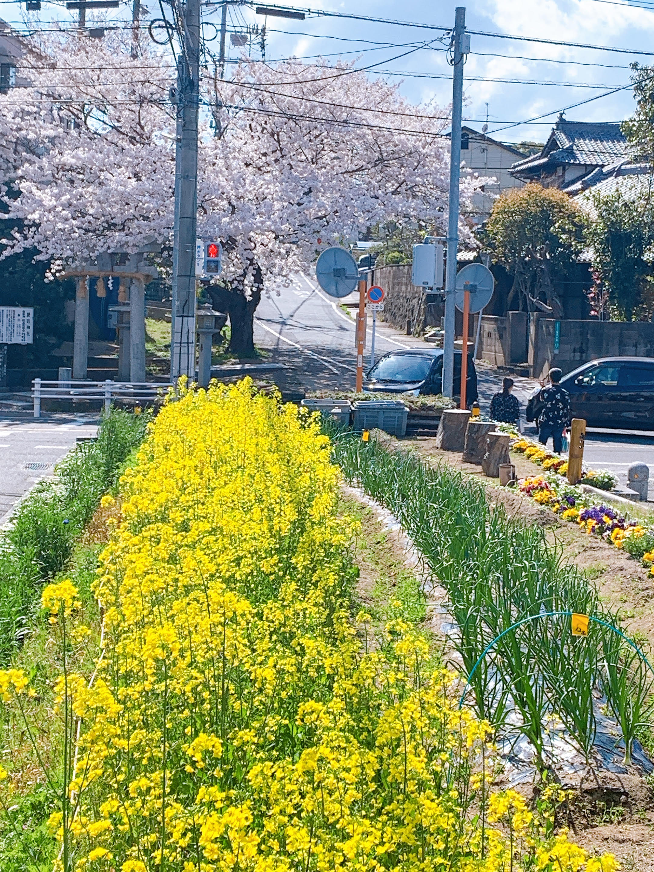 古賀桜２