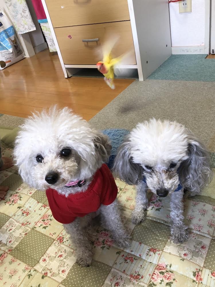 岡元犬インコ