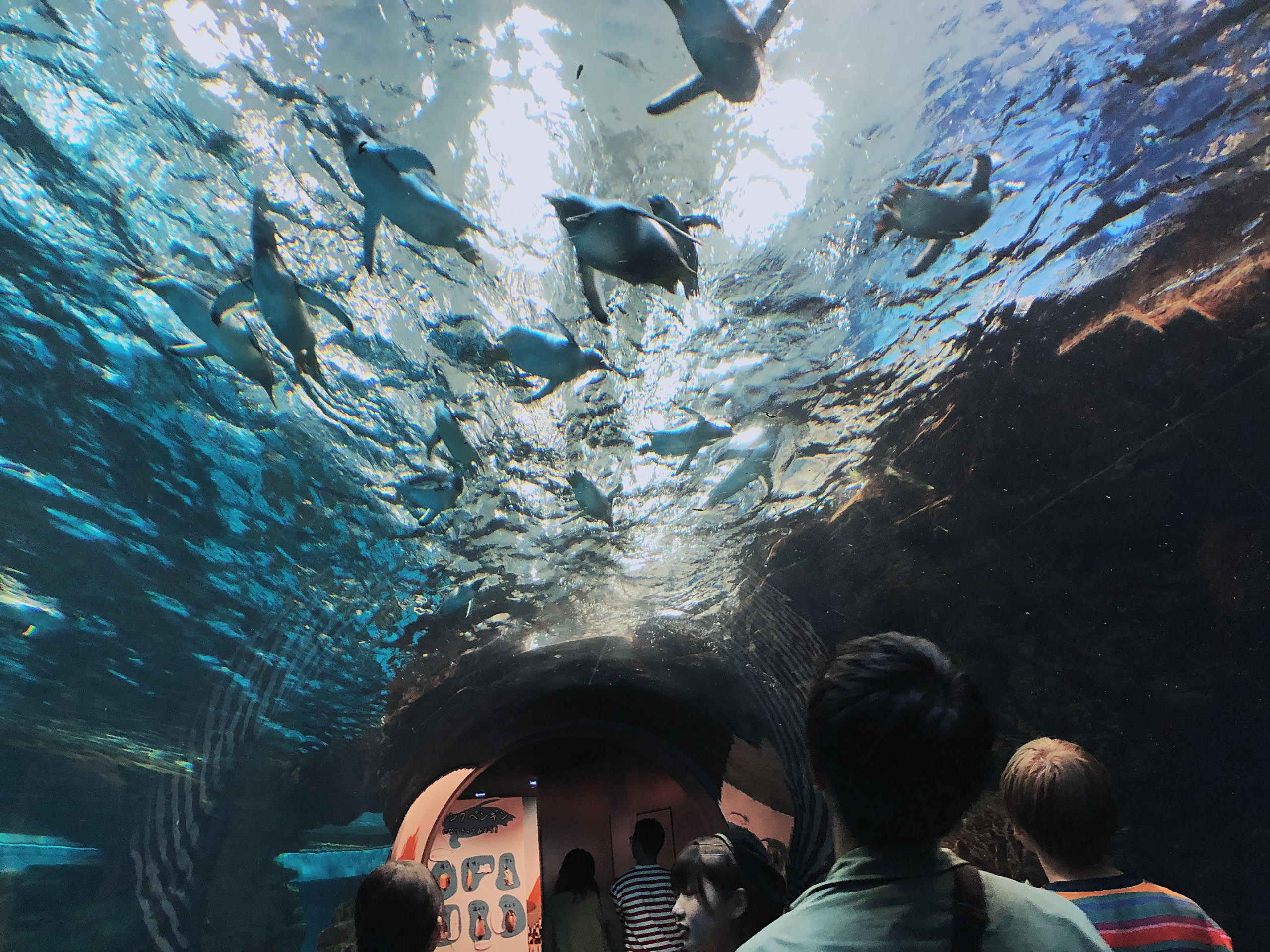 大神水族館