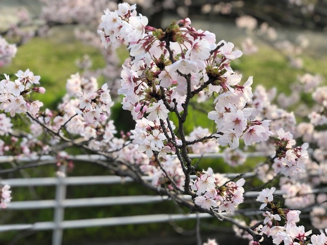 大塔桜