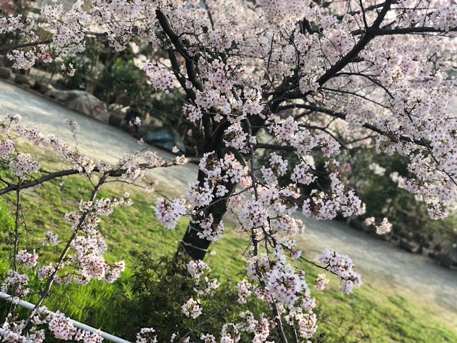 大塔桜２