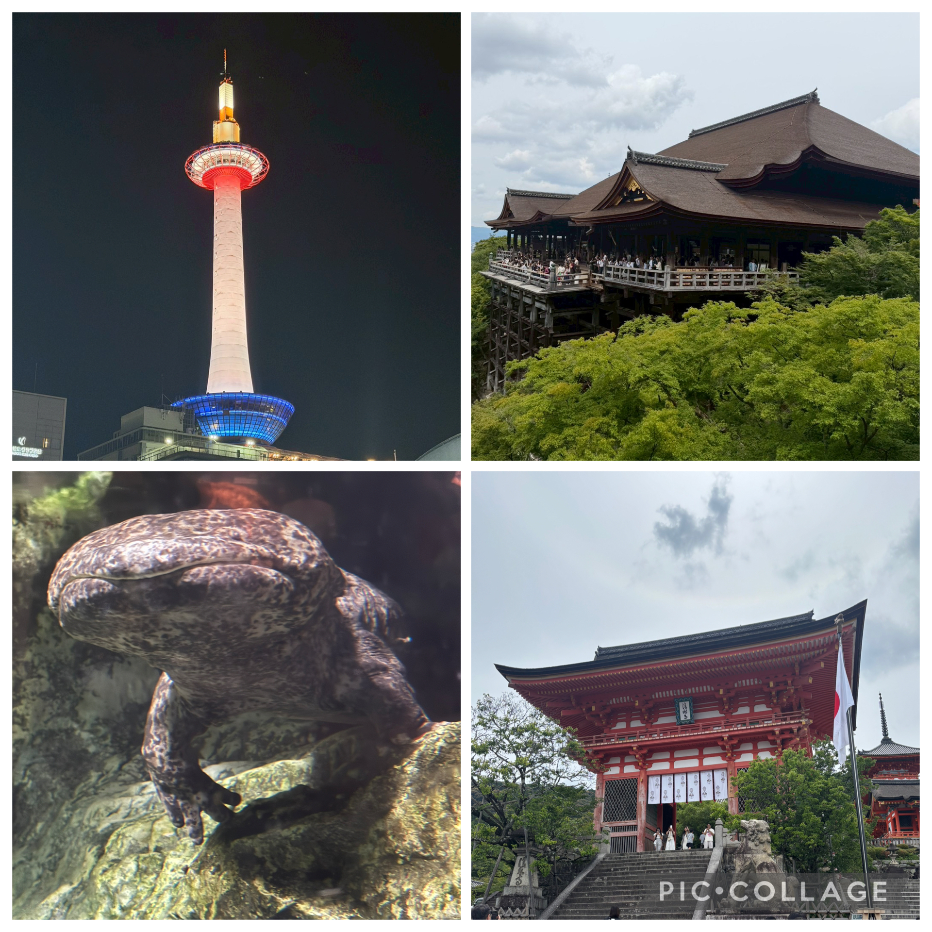 nekosake3