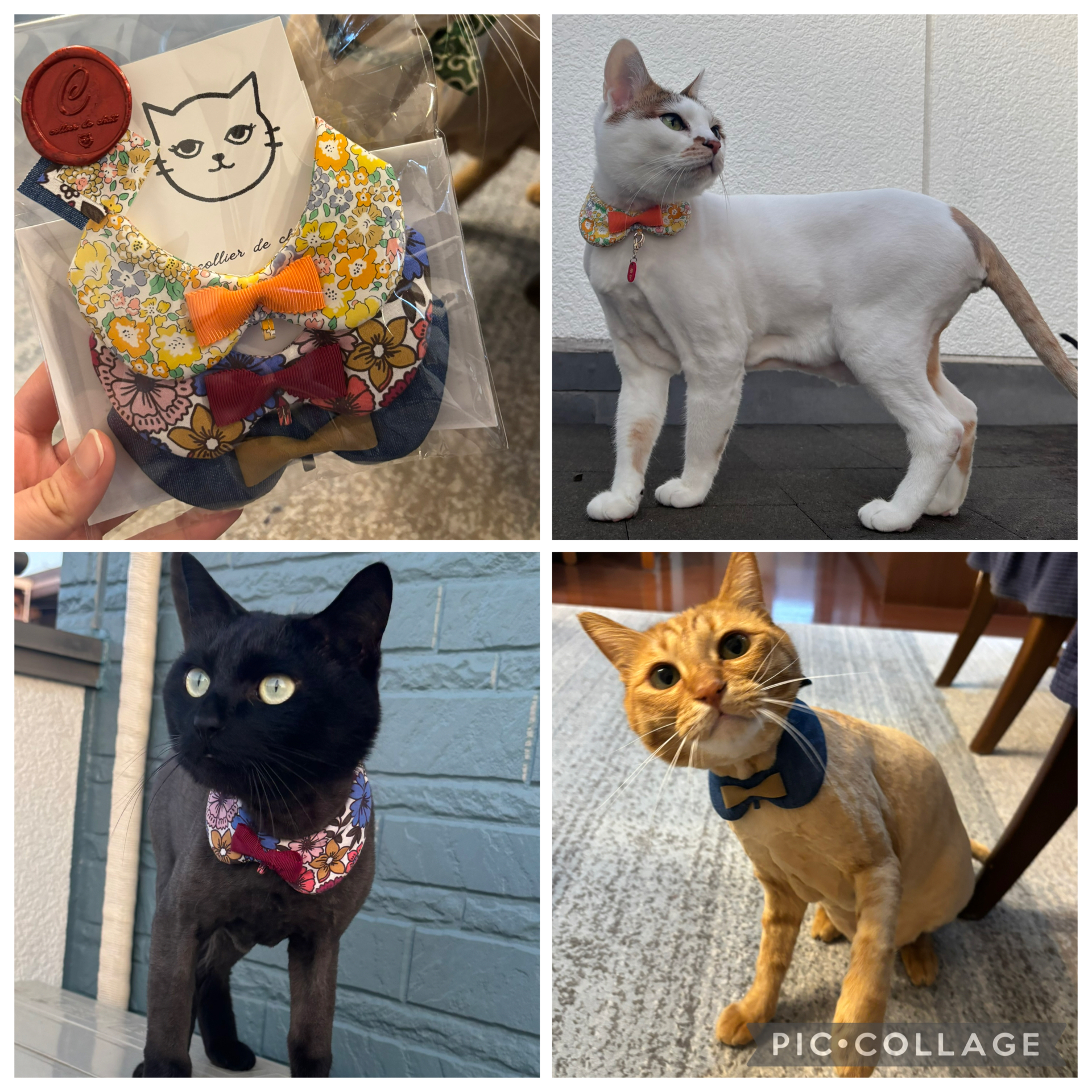 nekosake1